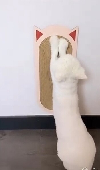 Beden Duvara yapışan tırmalama tahtası