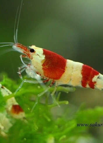 Kristal Red Ve Black