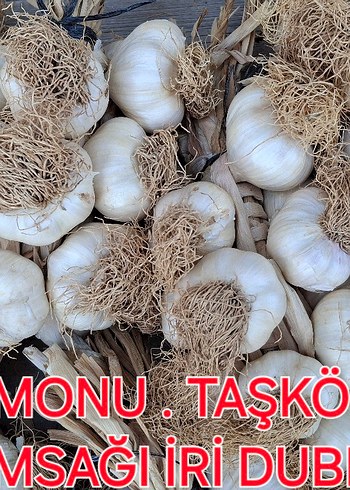 İRİ DUBLE SARIMSAK ÖZEL . KASTAMONU. TAŞKÖPRÜ.