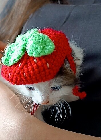 örgü çilekli kedi şapkası - Görsel 2