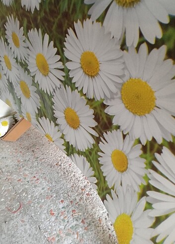 Diğer PVC PLASTİK MUŞAMBA 100*140CM MASA ÖRTÜSÜ