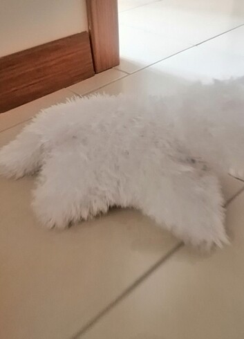 Diğer Kedi pelus