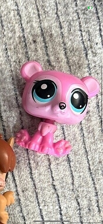 Pembe ayıcık