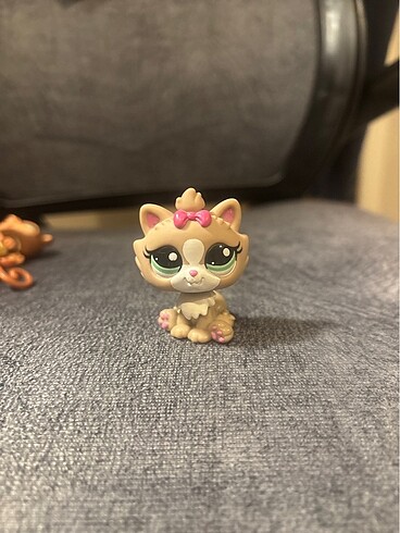lps miniş himalayan kedi