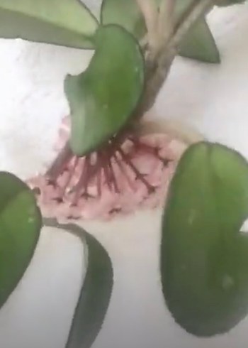 Mum Çiçeği Tomurcuklu - Görsel 3