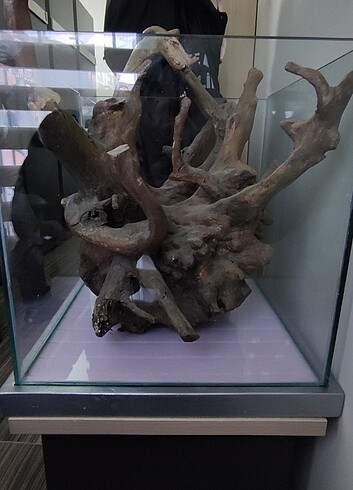 Akvaryum kökü 