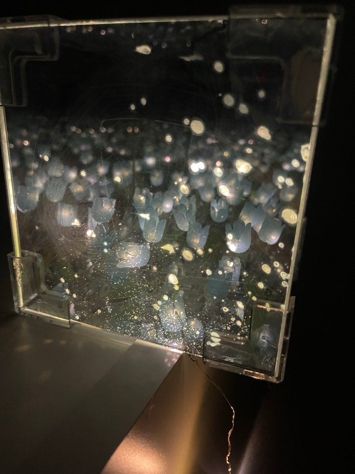 Sevgililer günü hediyesi sonsuz lale - Görsel 2