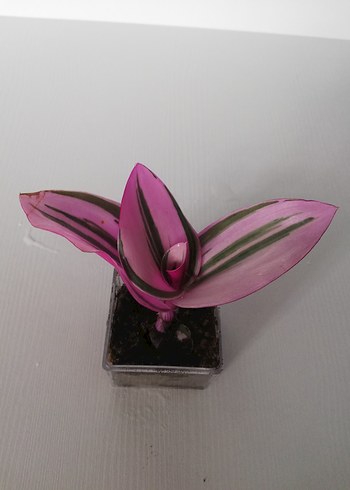 Pembe ve yeşil yapraklı telgraf çiçeği - Görsel 2