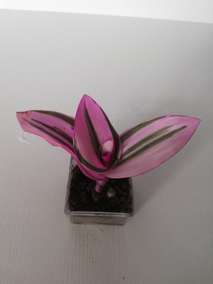 Pembe ve yeşil yapraklı telgraf çiçeği - Görsel 2