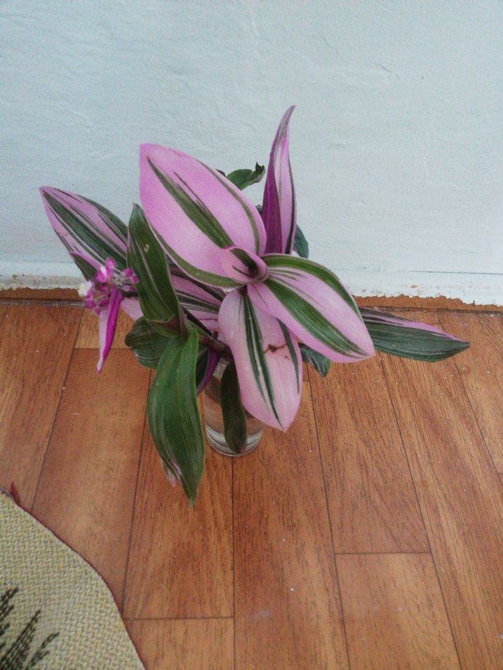 Pembe ve yeşil yapraklı telgraf çiçeği - Görsel 3