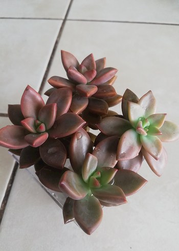 Koyu Bej Sukulent Bitkisi - Görsel 3