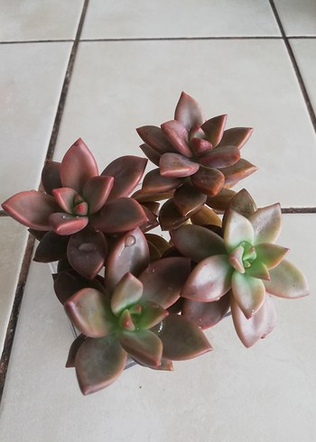 Koyu Bej Sukulent Bitkisi - Görsel 2