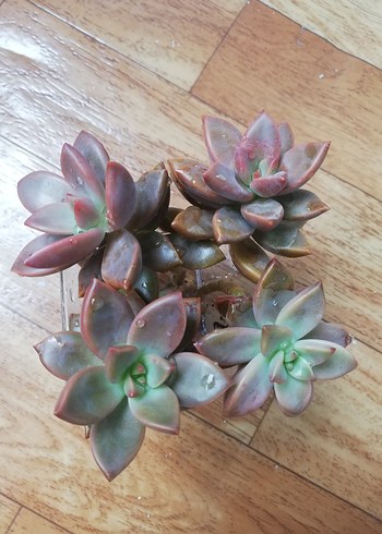 Koyu Bej Sukulent Bitkisi - Görsel 5