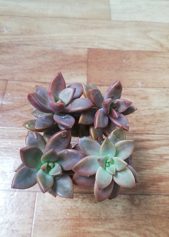 Koyu Bej Sukulent Bitkisi - Görsel 4