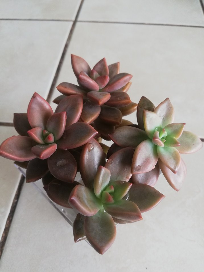 Koyu Bej Sukulent Bitkisi - Görsel 3