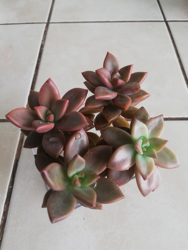 Koyu Bej Sukulent Bitkisi - Görsel 2