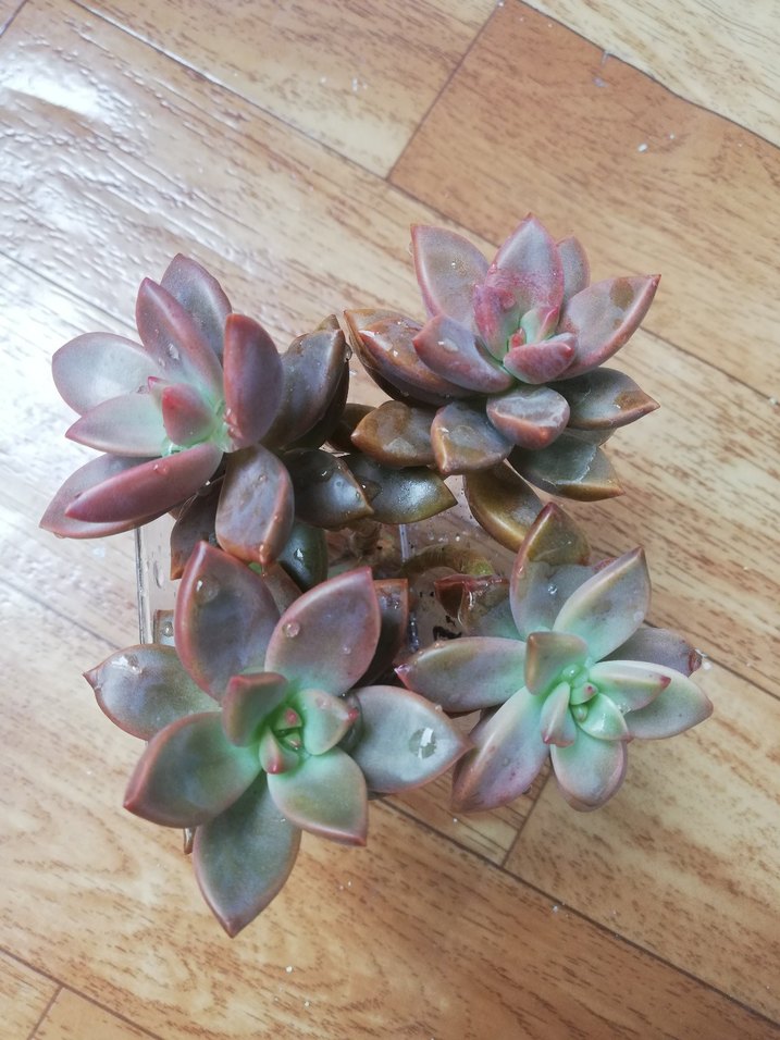 Koyu Bej Sukulent Bitkisi - Görsel 5