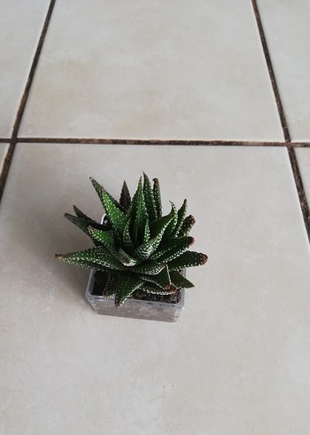 Küçük Yeşil Sukulent Saksı - Görsel 3