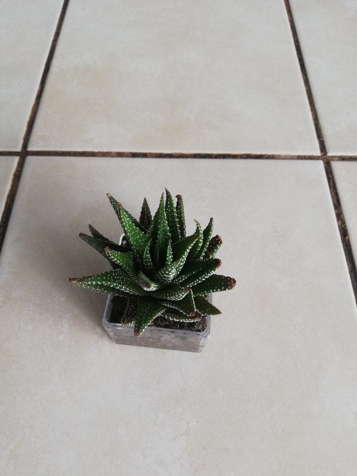 Küçük Yeşil Sukulent Saksı - Görsel 3