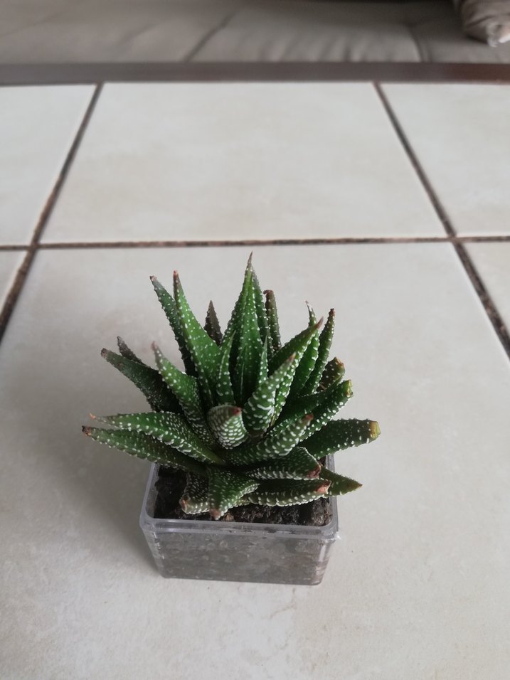 Küçük Yeşil Sukulent Saksı - Görsel 2