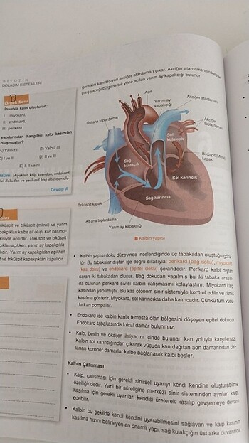  Beden Biyotik sistemler konu anlatımı 