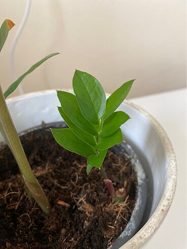 Zamia çiçeği