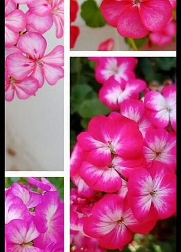 PEMBE SARDUNYA
