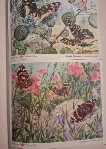 Eski Almanca hayvanlar alemi kitabı - Görsel 5