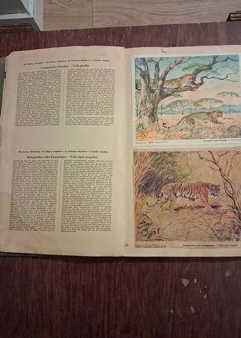 Eski Almanca hayvanlar alemi kitabı - Görsel 2