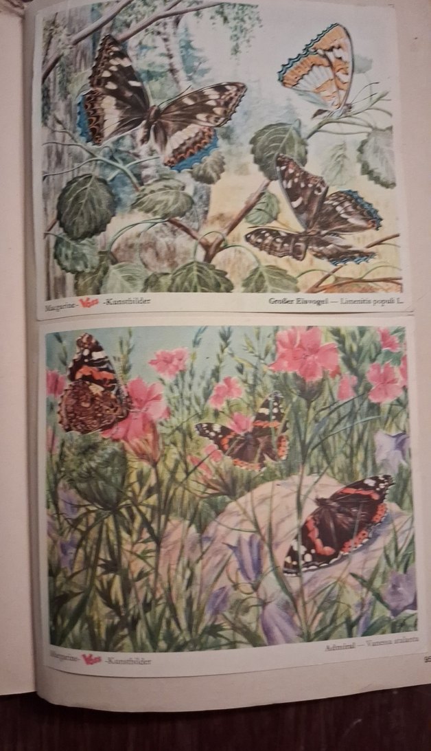 Eski Almanca hayvanlar alemi kitabı - Görsel 5