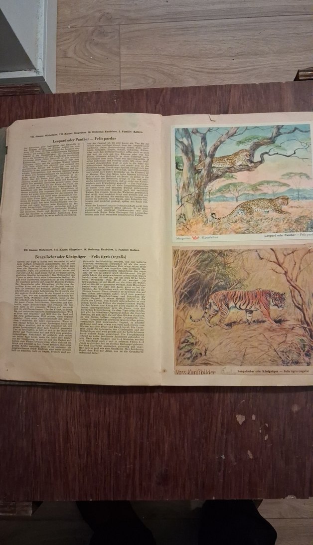 Eski Almanca hayvanlar alemi kitabı - Görsel 2