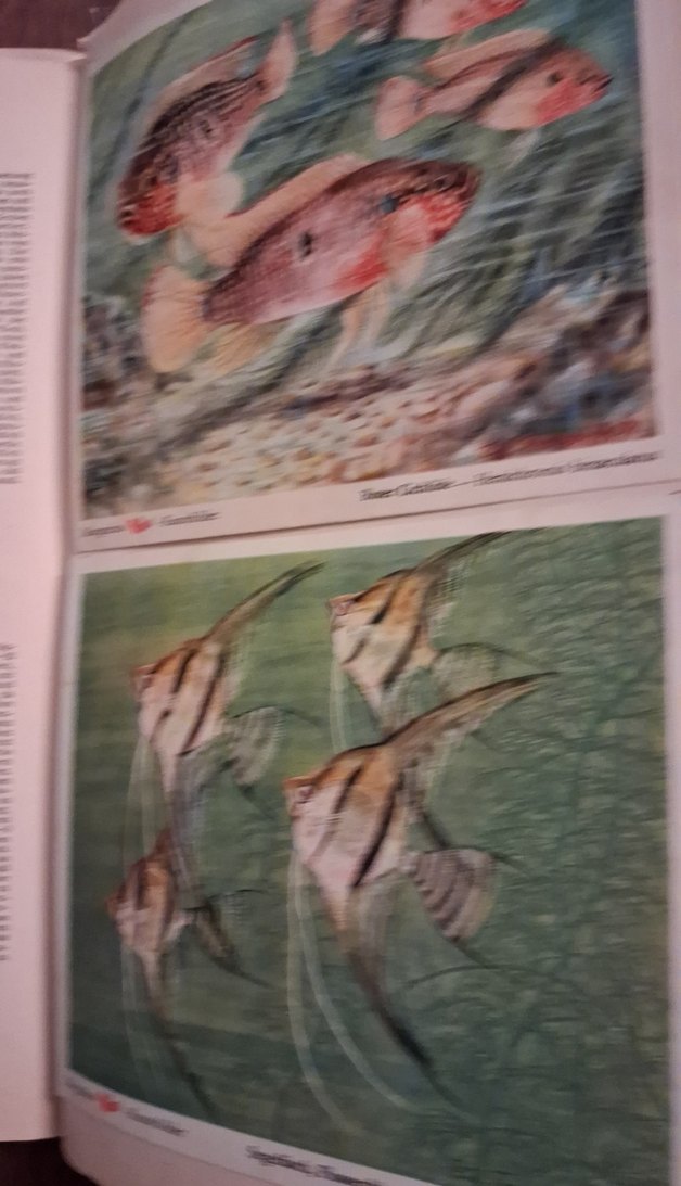 Eski Almanca hayvanlar alemi kitabı - Görsel 4