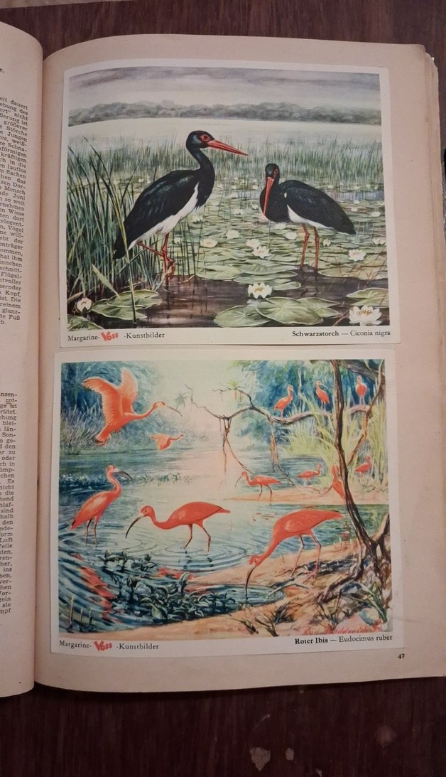 Eski Almanca hayvanlar alemi kitabı - Görsel 3