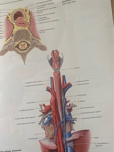  Beden Renk İnsan anatomisi atlası