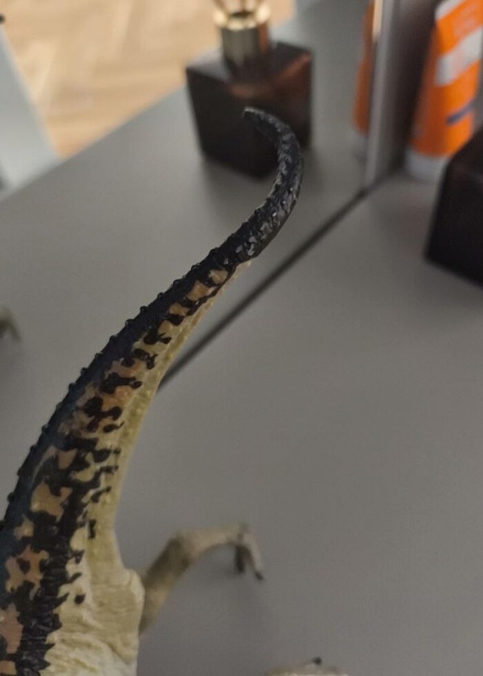 Carnegie carnotaurus  - Görsel 2