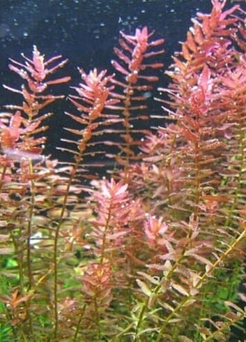 Rotala h Ra canlı bitki