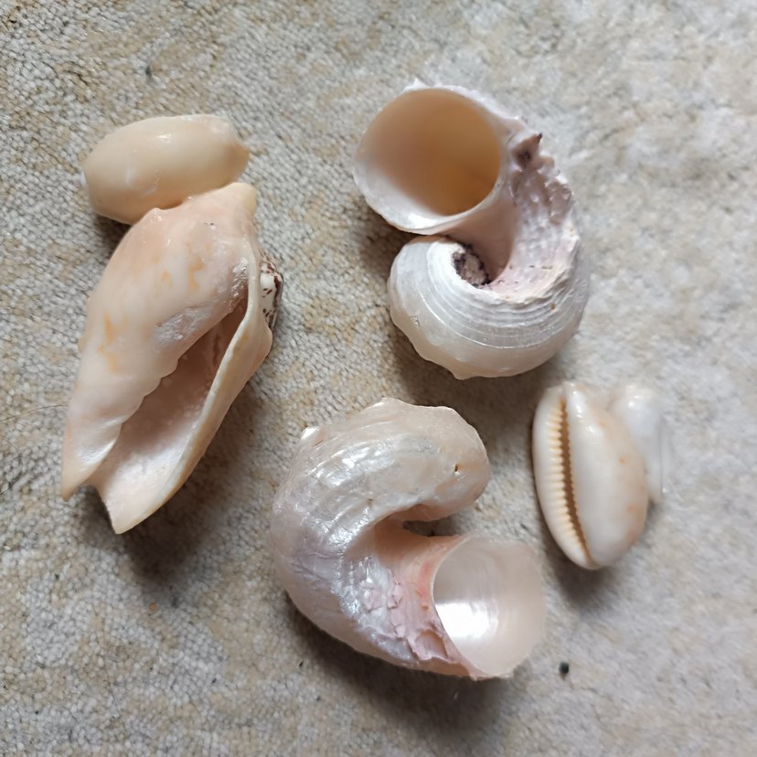 Doğal Deniz Kabukları - Görsel 2