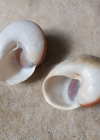 Salyangoz Deniz Kabuğu - Görsel 2