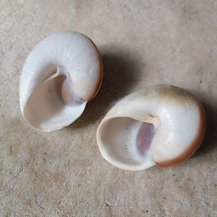 Salyangoz Deniz Kabuğu - Görsel 2