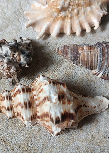 Deniz Kabuğu - Görsel 4