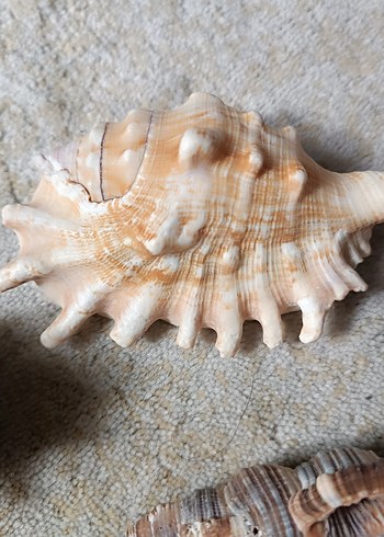 Deniz Kabuğu - Görsel 3