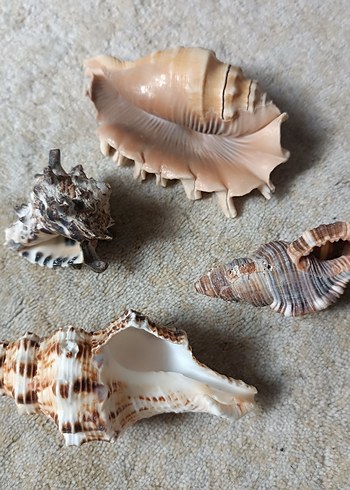 Deniz Kabuğu - Görsel 2