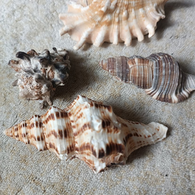 Deniz Kabuğu - Görsel 4