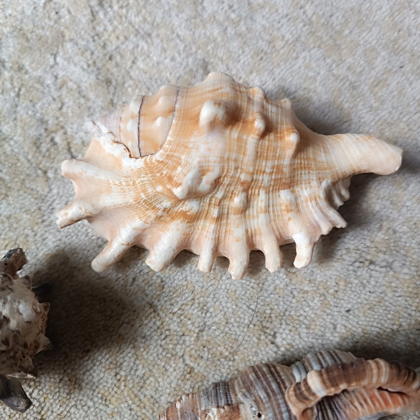 Deniz Kabuğu - Görsel 3