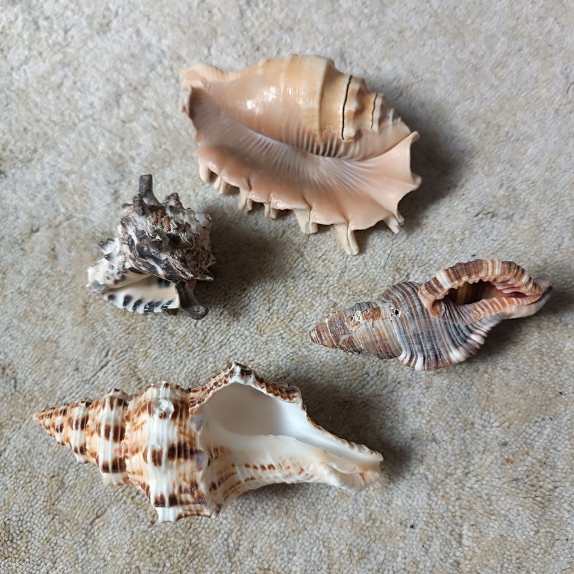 Deniz Kabuğu - Görsel 2