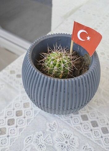 Kaktüs kedi beyaz çicek açar. 