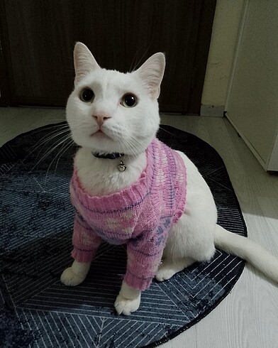 Oyuncak Bebek kıyafeti - Kedi giysisi - Görsel 4