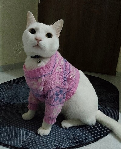 Oyuncak Bebek kıyafeti - Kedi giysisi
