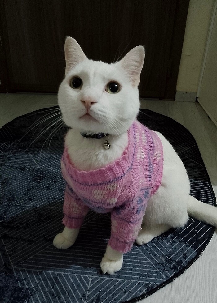 Oyuncak Bebek kıyafeti - Kedi giysisi - Görsel 4