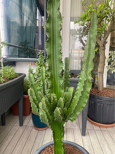 Euphorbia ingens kaktüs